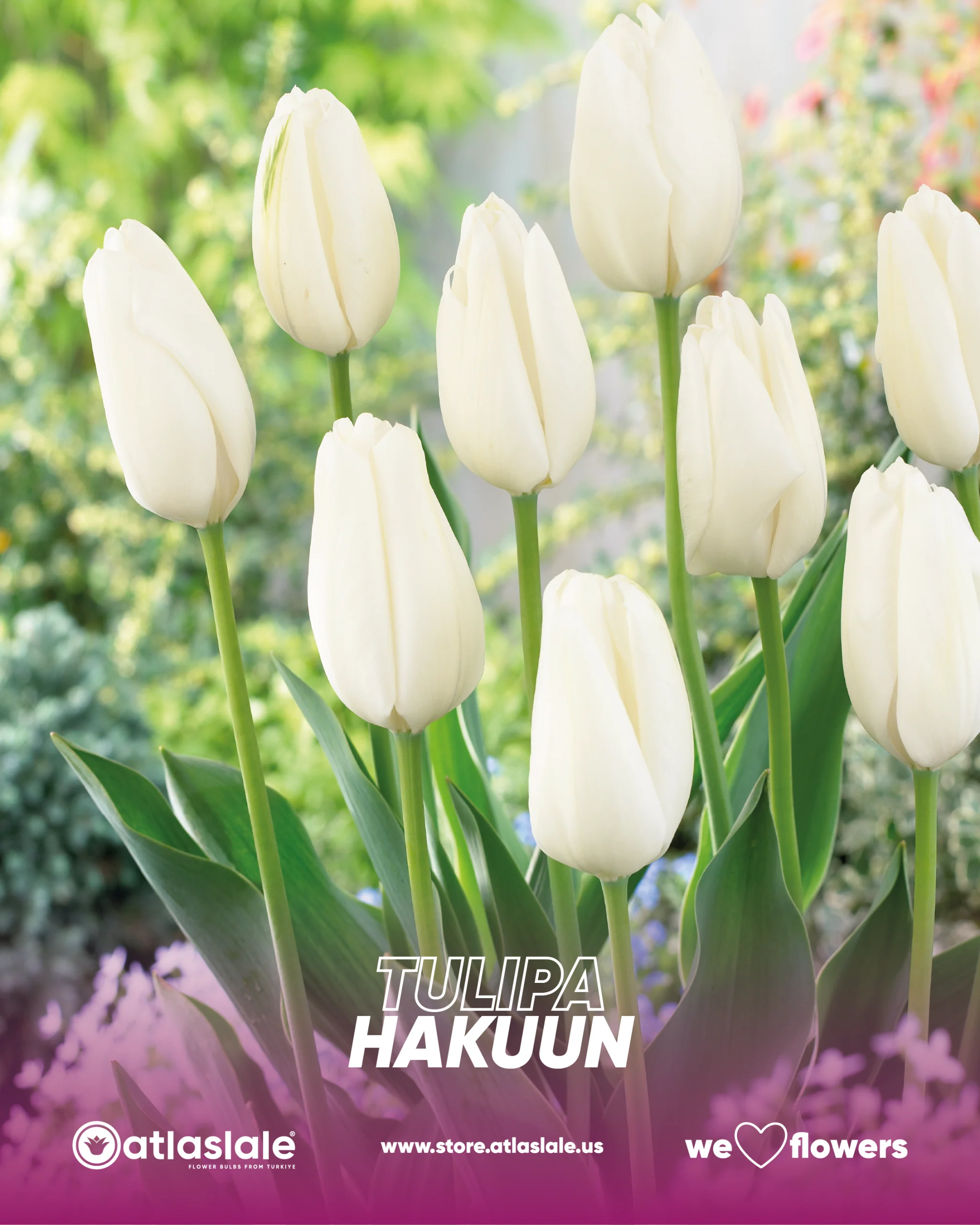 hakuun Tulipa Hakuun - Görsel 1