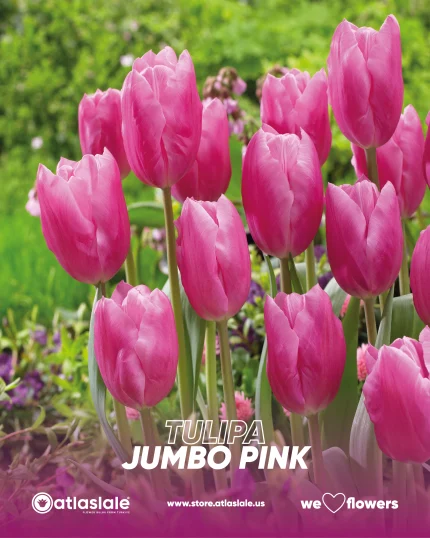 Tulipa Jumbo Pink