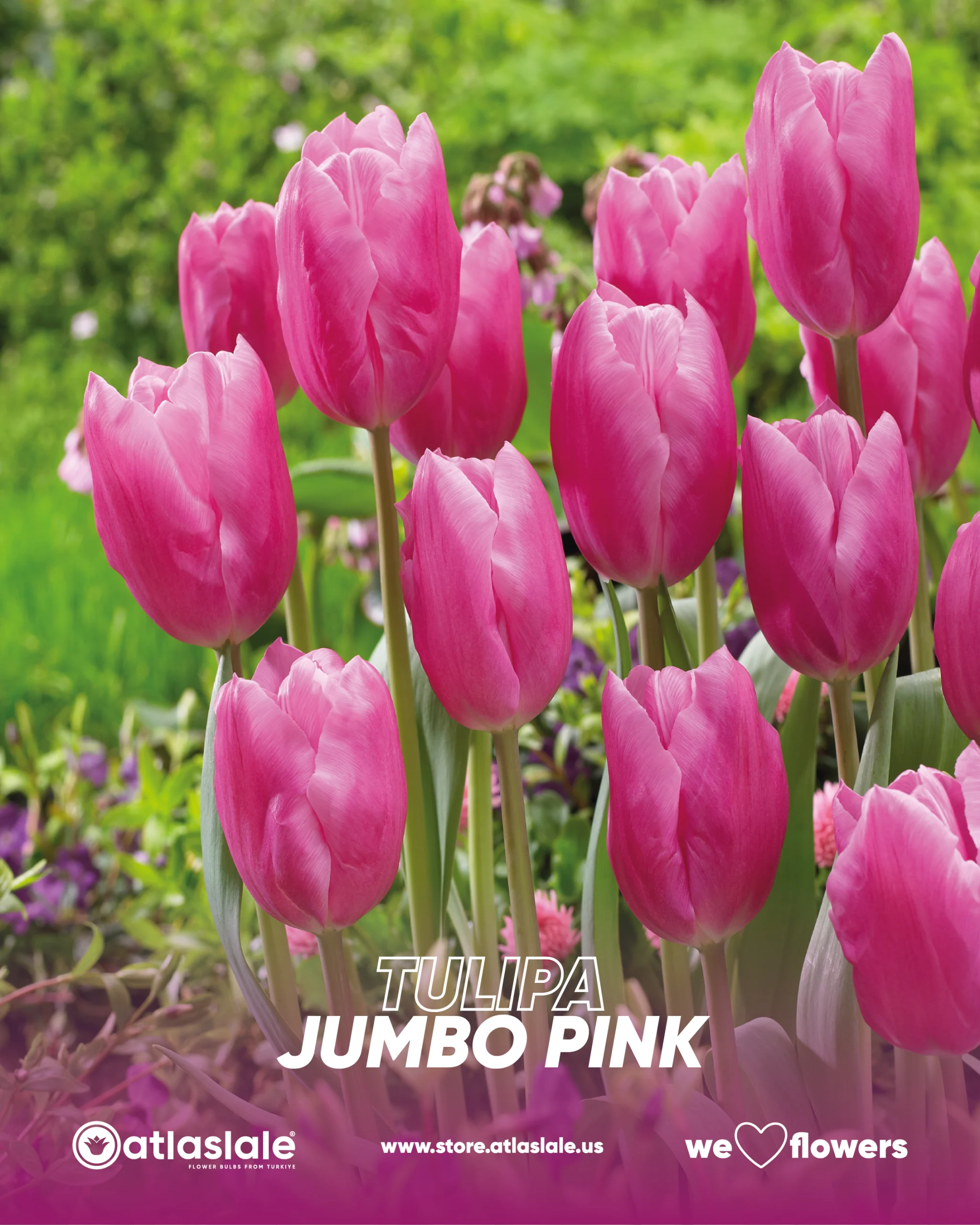 jumbo pink Tulipa Jumbo Pink - Görsel 1