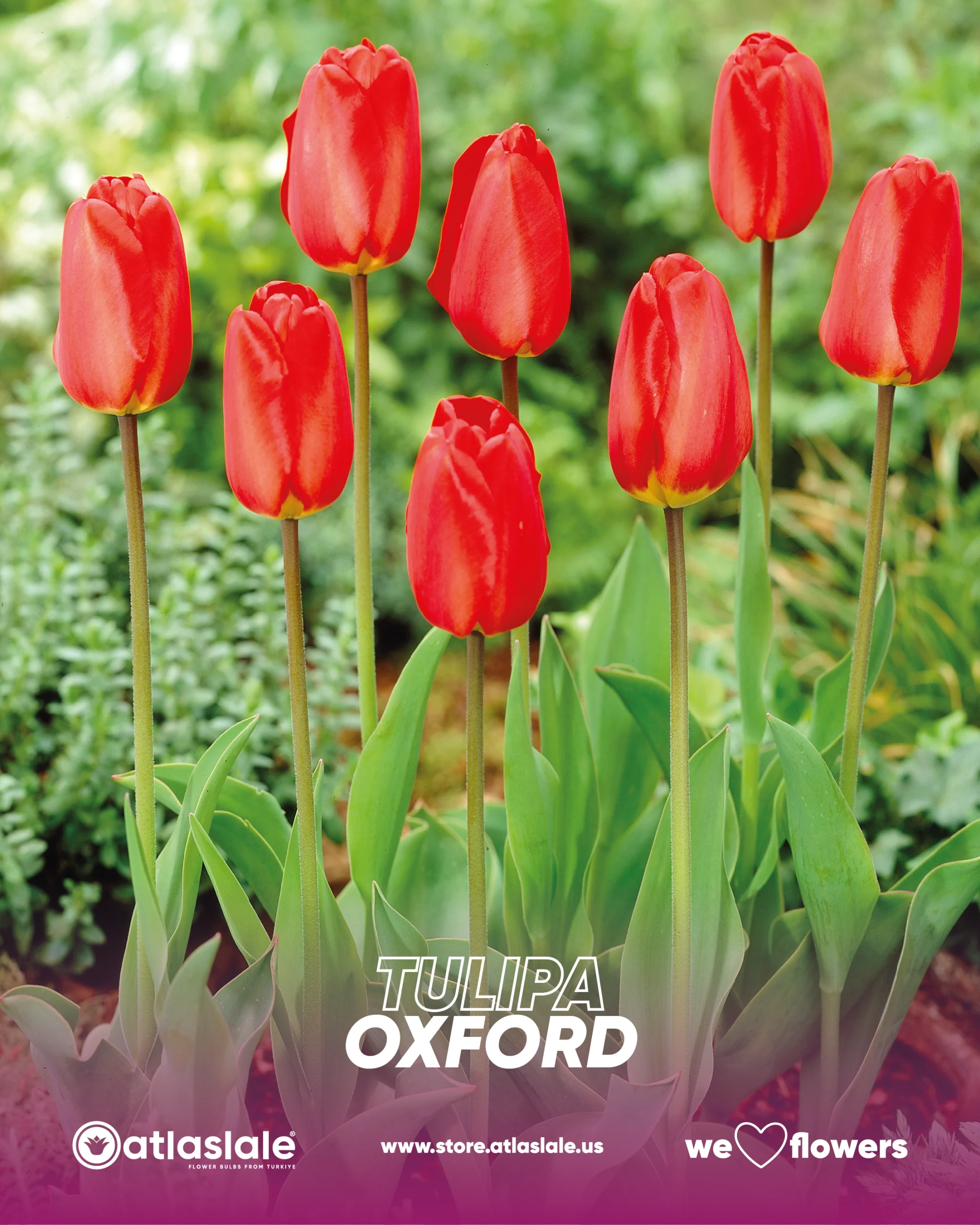 oxford Tulipa Oxford - Görsel 1