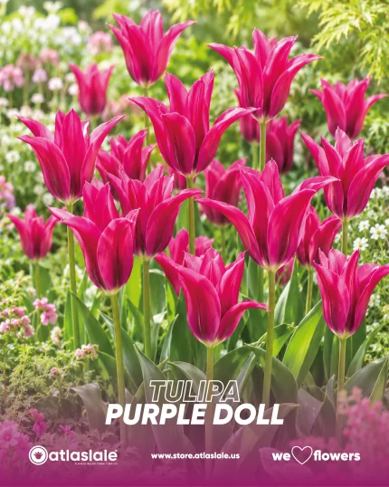 Tulipa Purple Doll