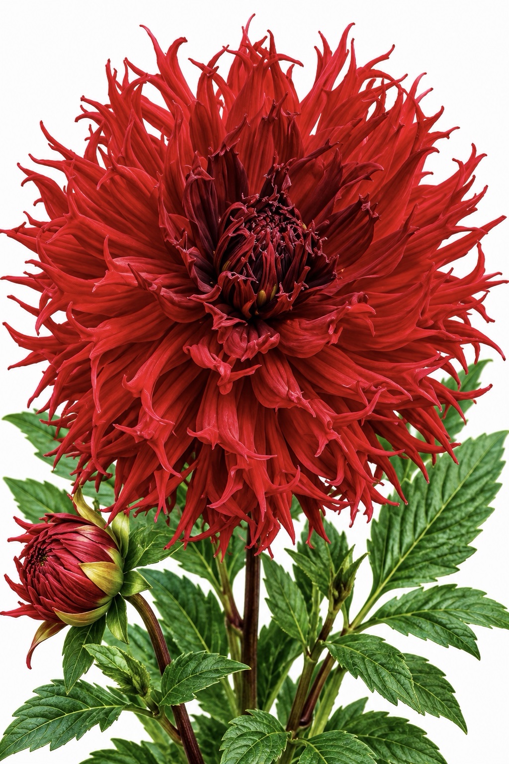 09822128-9b1c-4549-815e-bb9dbdb3c64e Dahlia Kenora Macop B - Görsel 1