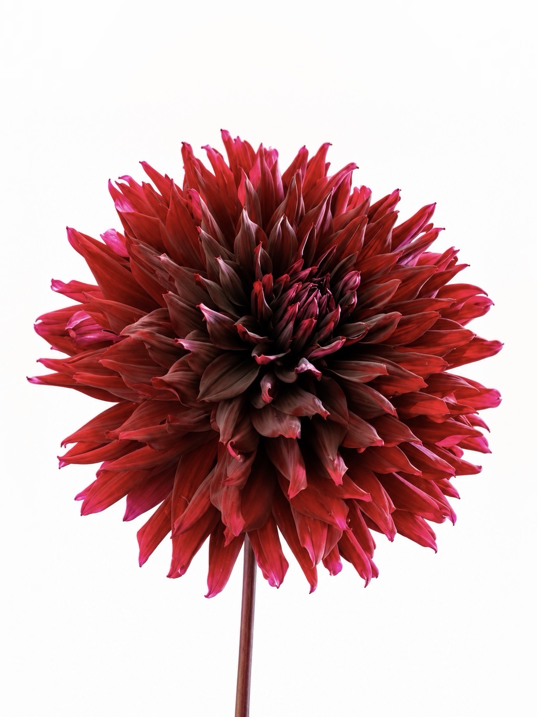 214ae33e-6d54-4ce0-bff9-13a97fcb0f1a-2 Dahlia Black Jack - Görsel 1