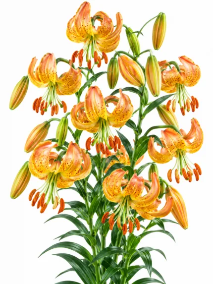 Lilium Peppard Gold Martagon