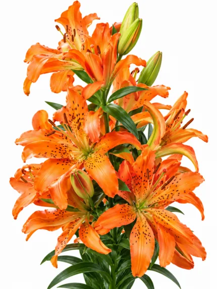 Lilium Must See