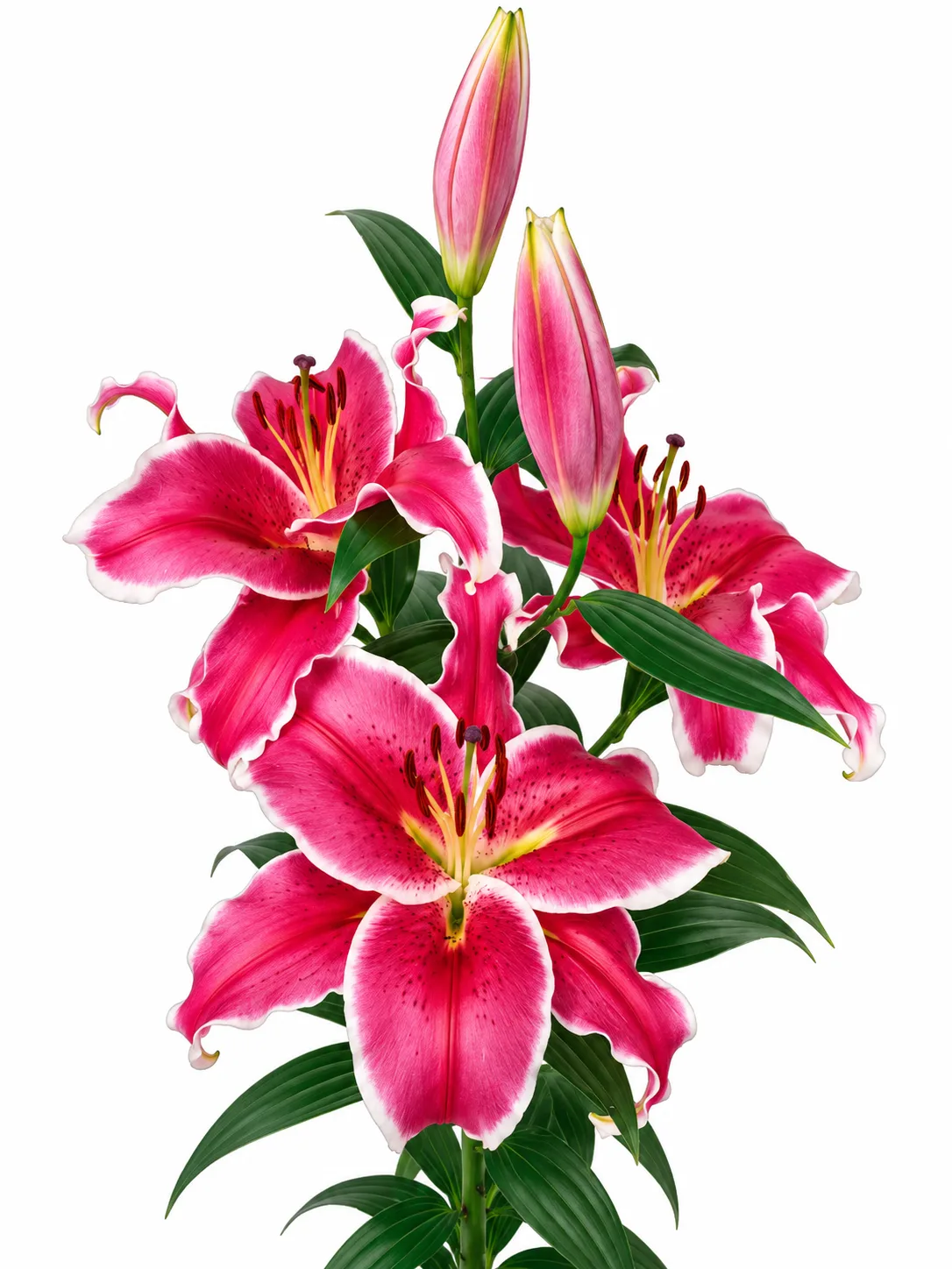 5f05e797-9300-45ce-8043-bcdce03cb7b7 Lilium El Capitan - Görsel 1