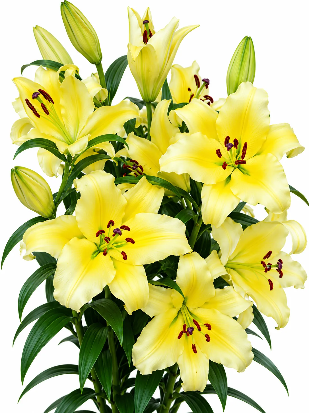 68da629f-eb13-4437-9402-ed0179e21caa Lilium Conca d'Or - Görsel 1