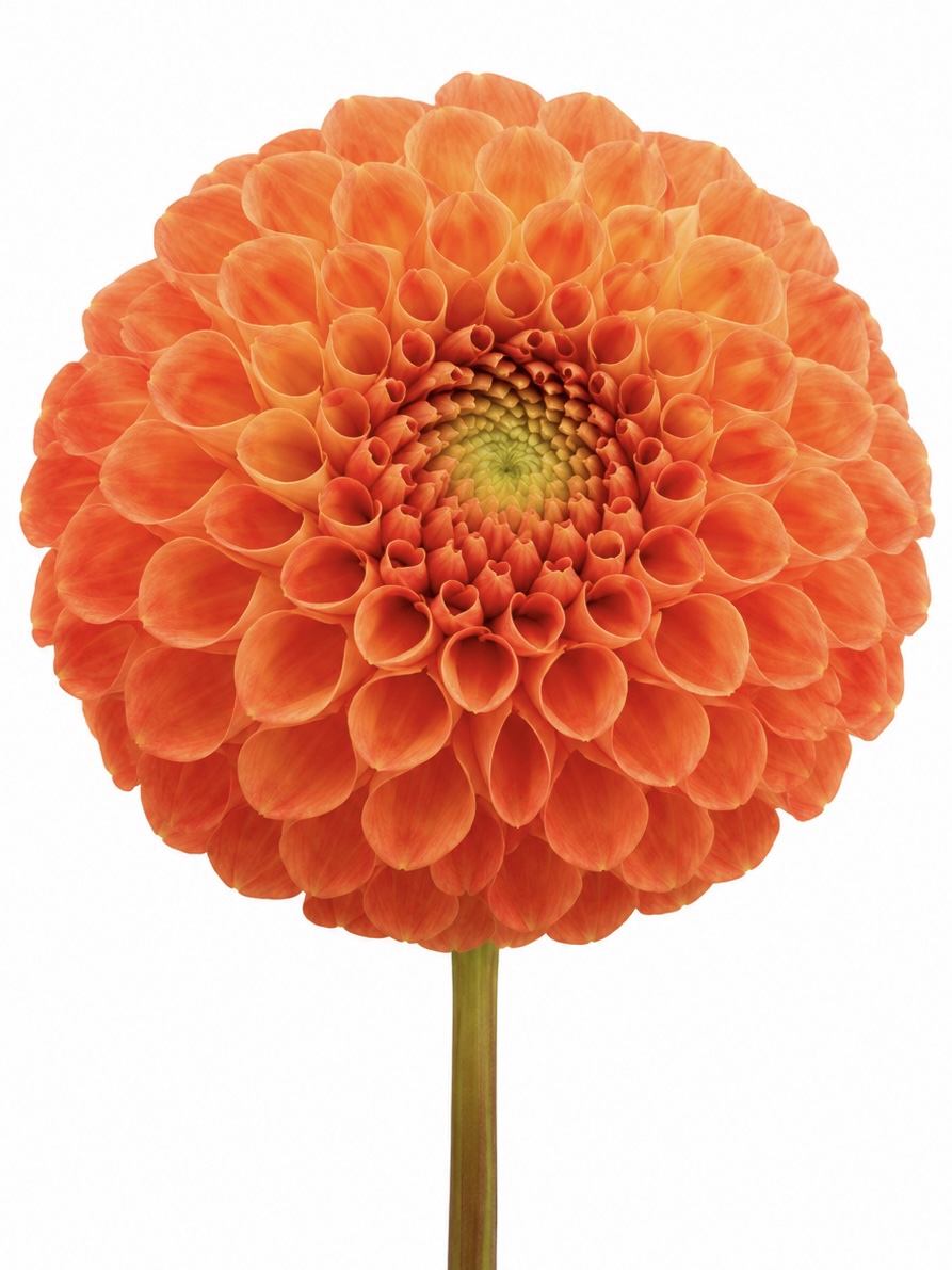 74dad2b5-5512-4a2d-8b47-85ec9de57e7d Dahlia Bantling - Görsel 1