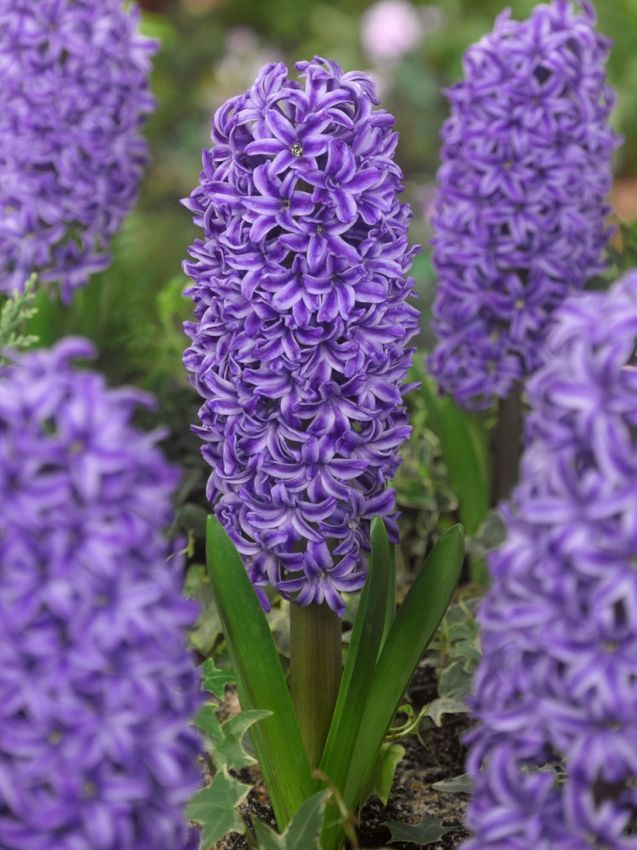 Hyacinthus Blue Jacket Hyacinthus Blue Jacket — Mavi