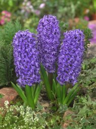 Hyacinthus Blue Jacket — Mavi