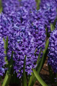 Hyacinthus Blue Jacket — Mavi