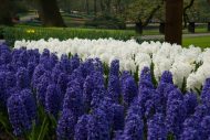 Hyacinthus Blue Jacket — Mavi
