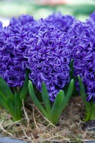 Hyacinthus Blue Pearl — Mavi