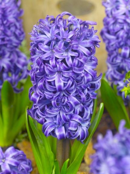 Hyacinthus Blue Pearl — Mavi