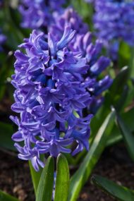 Hyacinthus Blue Star — Mavi