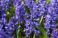 Hyacinthus Blue Star — Mavi