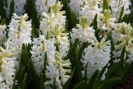 Hyacinthus Carnegie — Beyaz