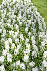Hyacinthus Carnegie — Beyaz