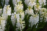 Hyacinthus Carnegie — Beyaz