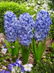 Hyacinthus Delft Blue — Mavi