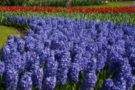 Hyacinthus Delft Blue — Mavi
