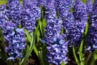 Hyacinthus Delft Blue — Mavi