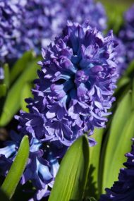 Hyacinthus Delft Blue — Mavi