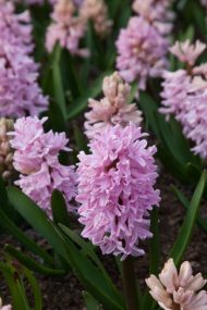 Hyacinthus Fondant — Pembe