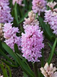 Hyacinthus Fondant — Pembe