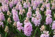 Hyacinthus Fondant — Pembe