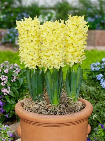 Hyacinthus Gipsy Princess — Sarı