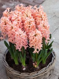 Hyacinthus Gipsy Queen — Turuncu