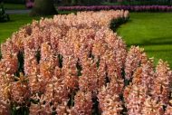 Hyacinthus Gipsy Queen — Turuncu