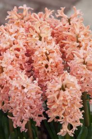 Hyacinthus Gipsy Queen — Turuncu