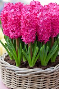 Hyacinthus Jan Bos — Kırmızı