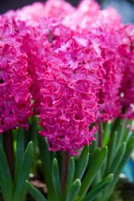 Hyacinthus Jan Bos — Kırmızı