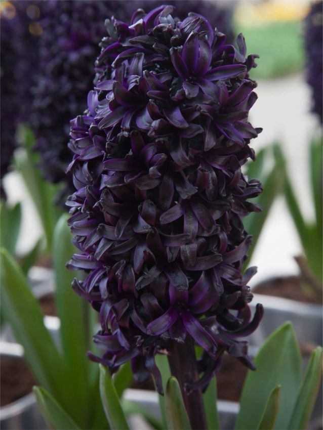 Hyacinthus Midnight Sky Hyacinthus Midnight Sky — Mor