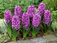 Hyacinthus Miss Saigon — Mor