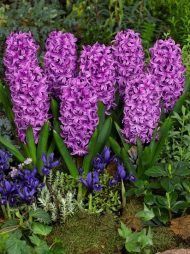 Hyacinthus Miss Saigon — Mor