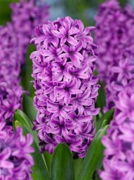 Hyacinthus Miss Saigon — Mor
