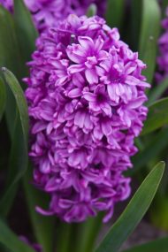 Hyacinthus Miss Saigon — Mor