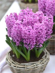 Hyacinthus Paul Hermann — Mor