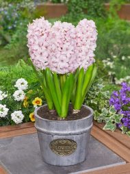 Hyacinthus China Pink — Pembe