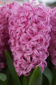 Hyacinthus Pink Pearl — Pembe