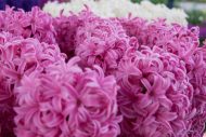 Hyacinthus Pink Pearl — Pembe
