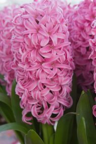 Hyacinthus Pink Pearl — Pembe