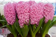 Hyacinthus Pink Pearl — Pembe
