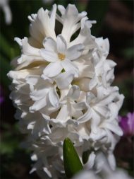 Hyacinthus Polar Giant — Beyaz