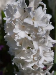 Hyacinthus Polar Giant — Beyaz