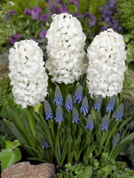 Hyacinthus Polar Giant — Beyaz